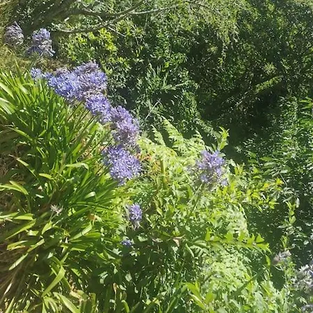 Madeira House Garden Villa *